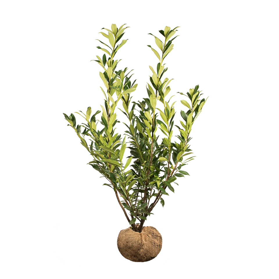 Laurier Caucasica