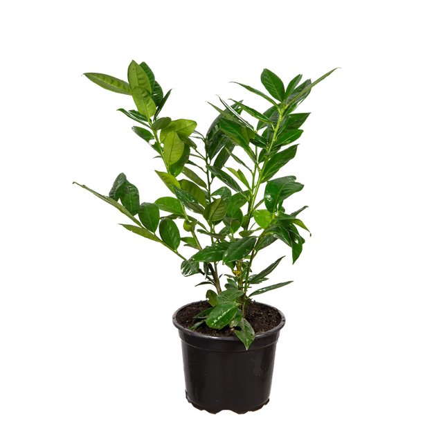 Laurier Green Lustre ®