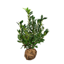 Laurier Green Lustre ®