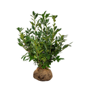 Laurier Green Lustre ®