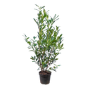 Laurier Herbergii