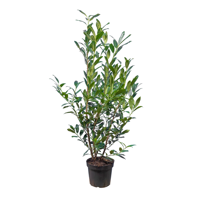 Laurier Herbergii
