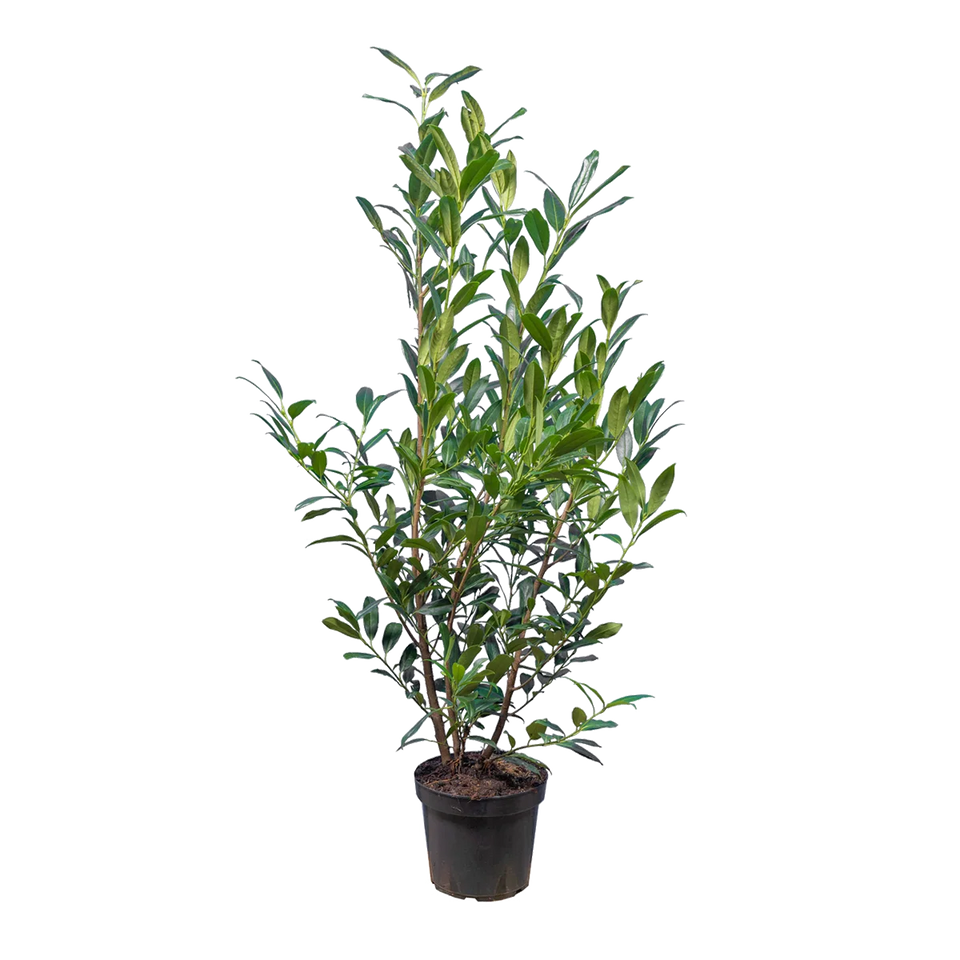 Laurier Herbergii