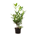 Laurier Herbergii
