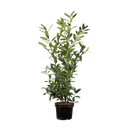 Laurier Herbergii