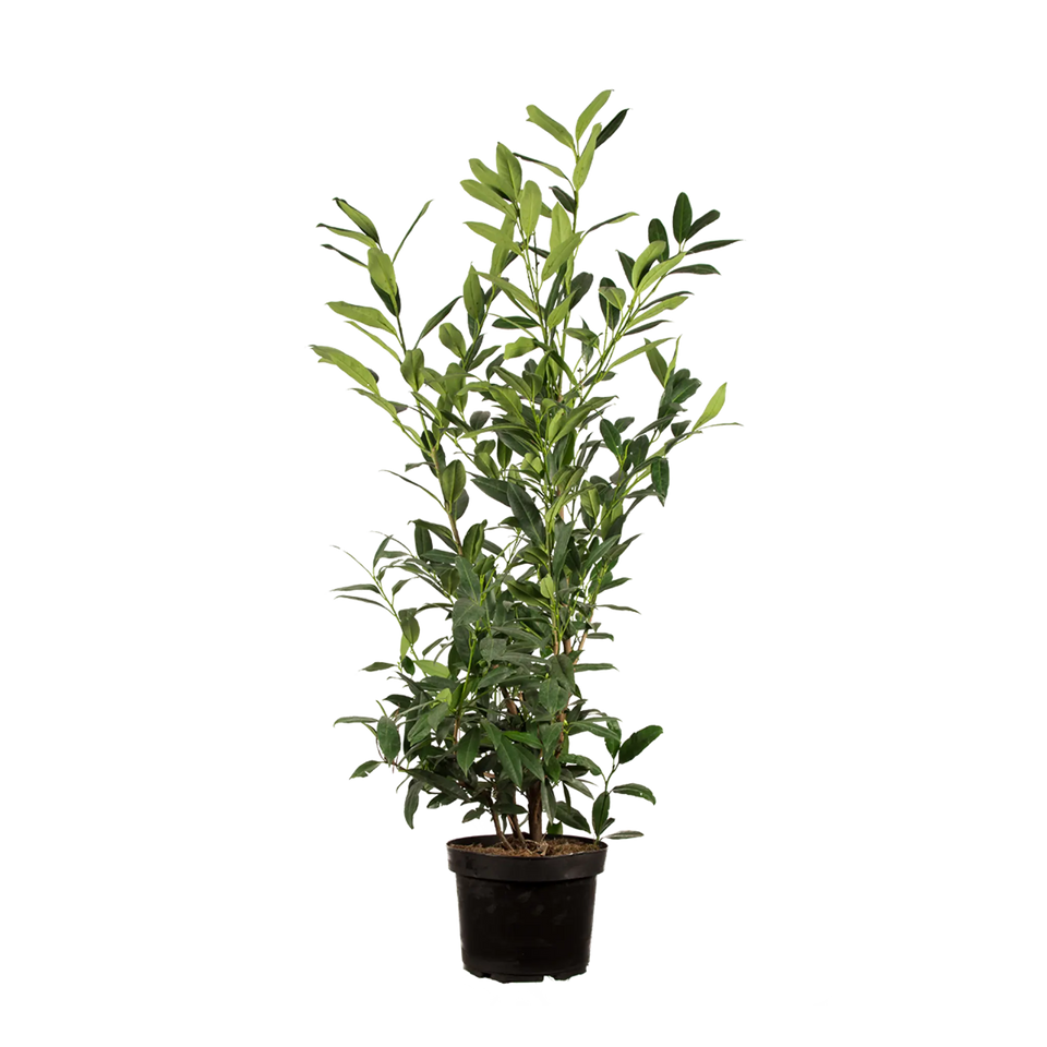 Laurier Herbergii