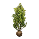 Laurier Herbergii