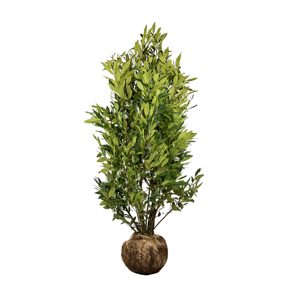 Laurier Herbergii