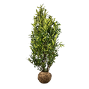 Laurier Herbergii