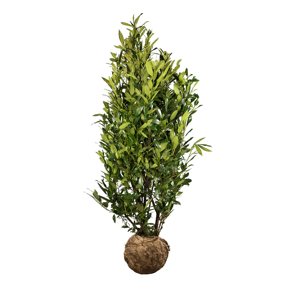 Laurier Herbergii