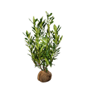 Laurier Herbergii