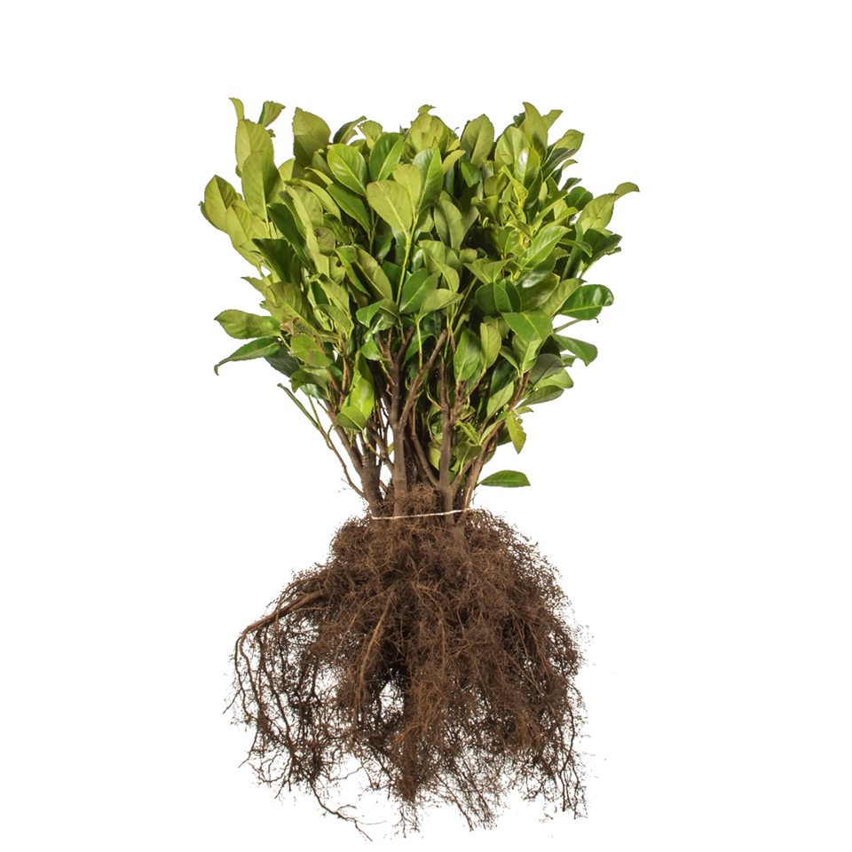 Laurier Rotundifolia