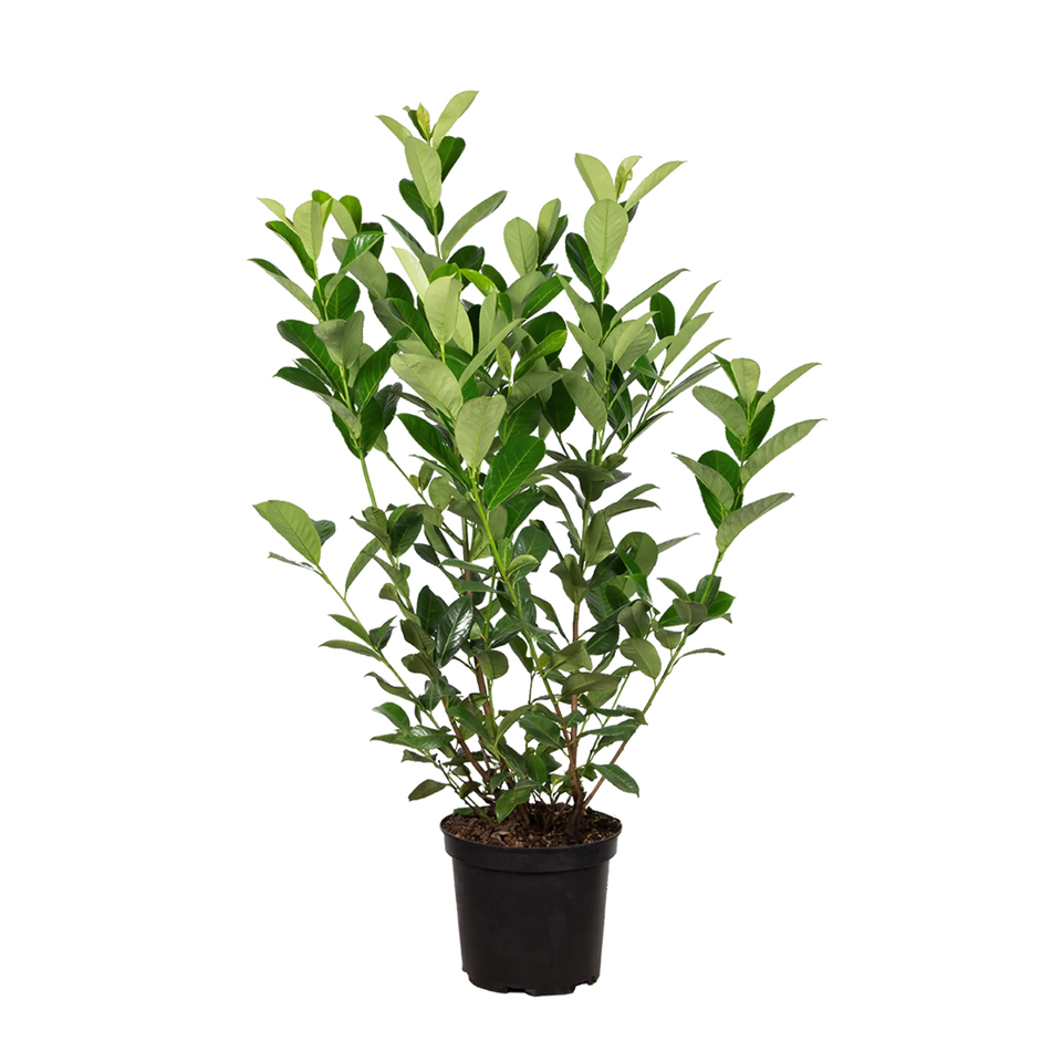 Laurier Rotundifolia