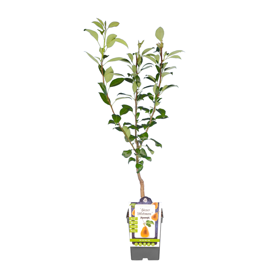 Peer 'Gieser Wildeman'