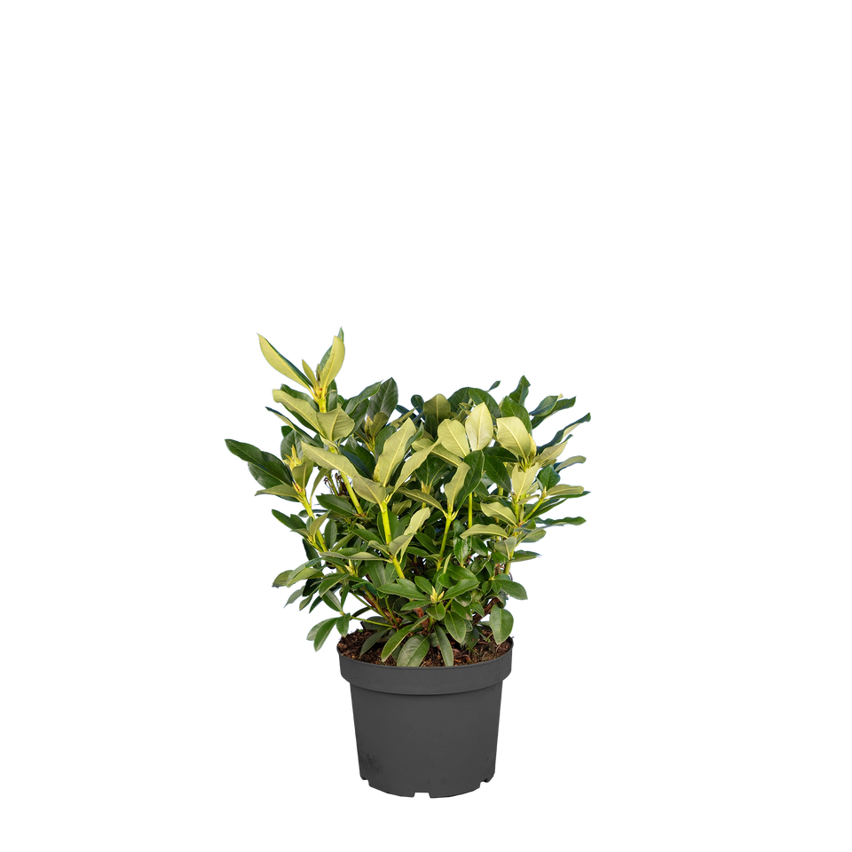 Rhododendron Cunninghams White