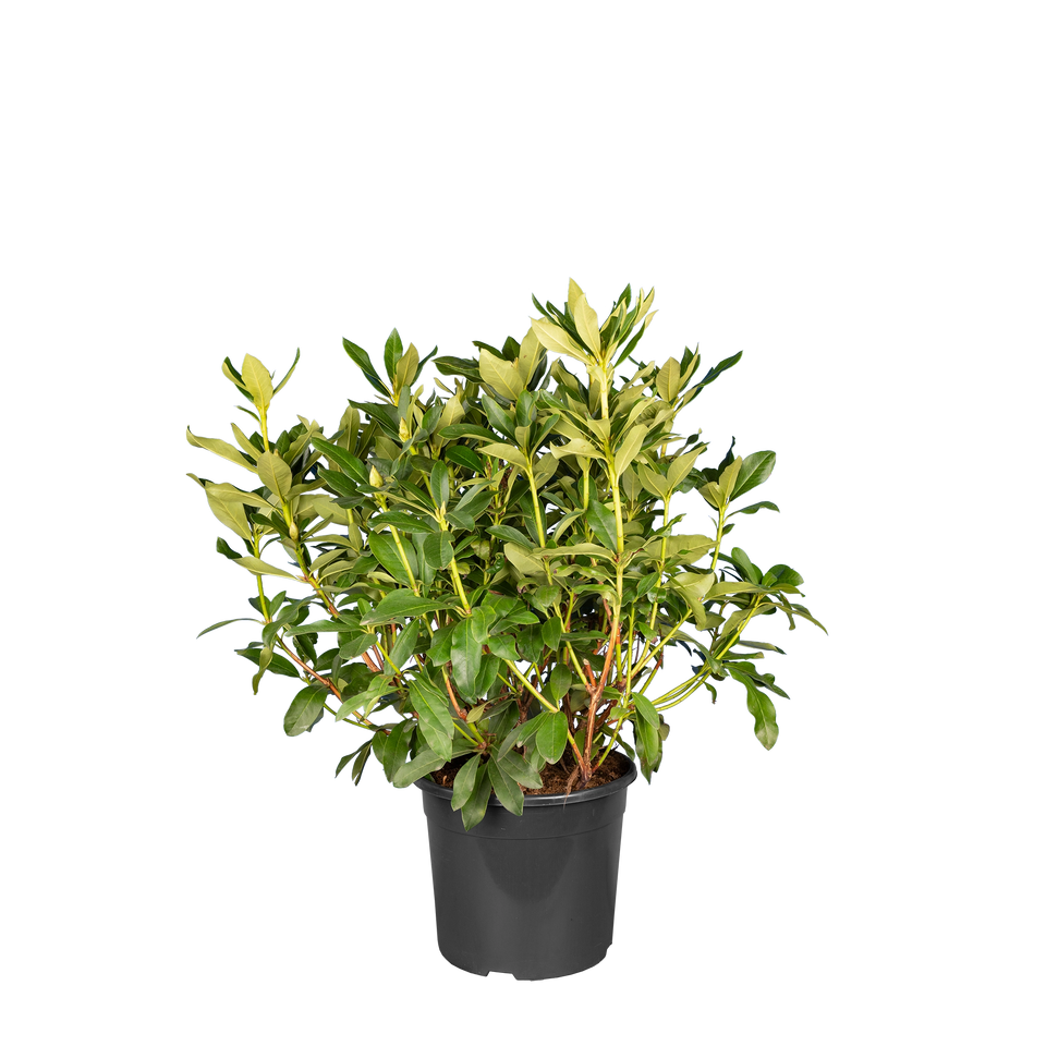 Rhododendron Cunninghams White