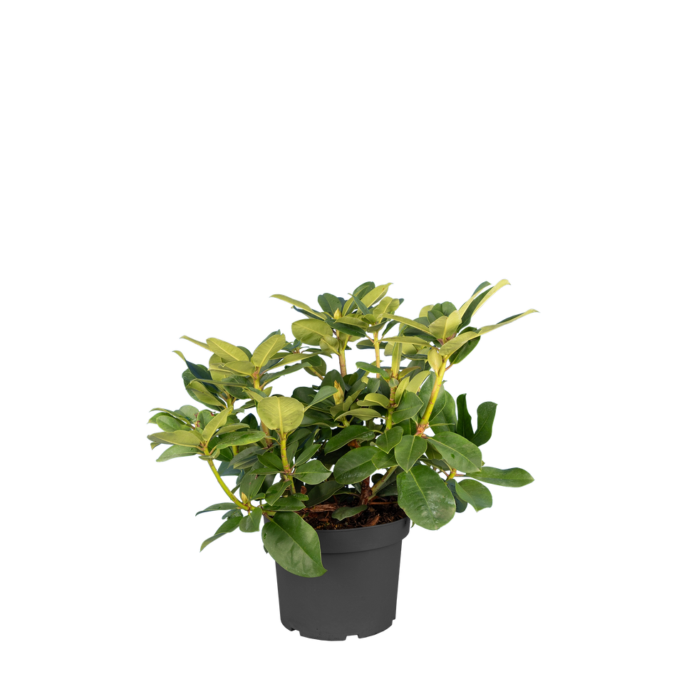 Rhododendron Germania
