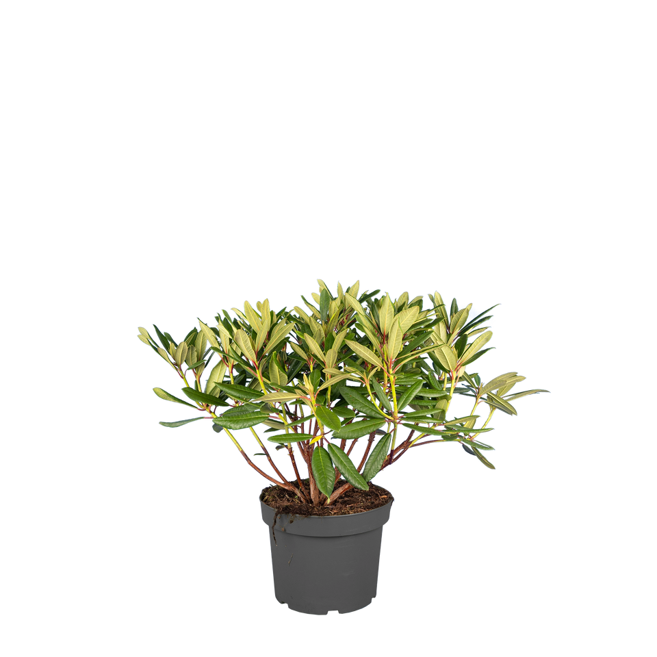Rhododendron Tortoiseshell Orange