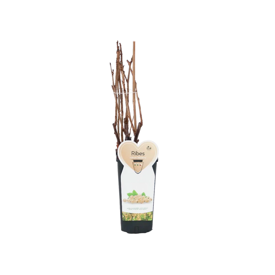 Witte aalbes 'Witte Hollander'