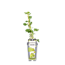 Kruisbes 'Hinnonmaki Groen'