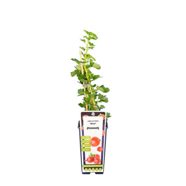 Kruisbes 'Hinnonmaki Rood'