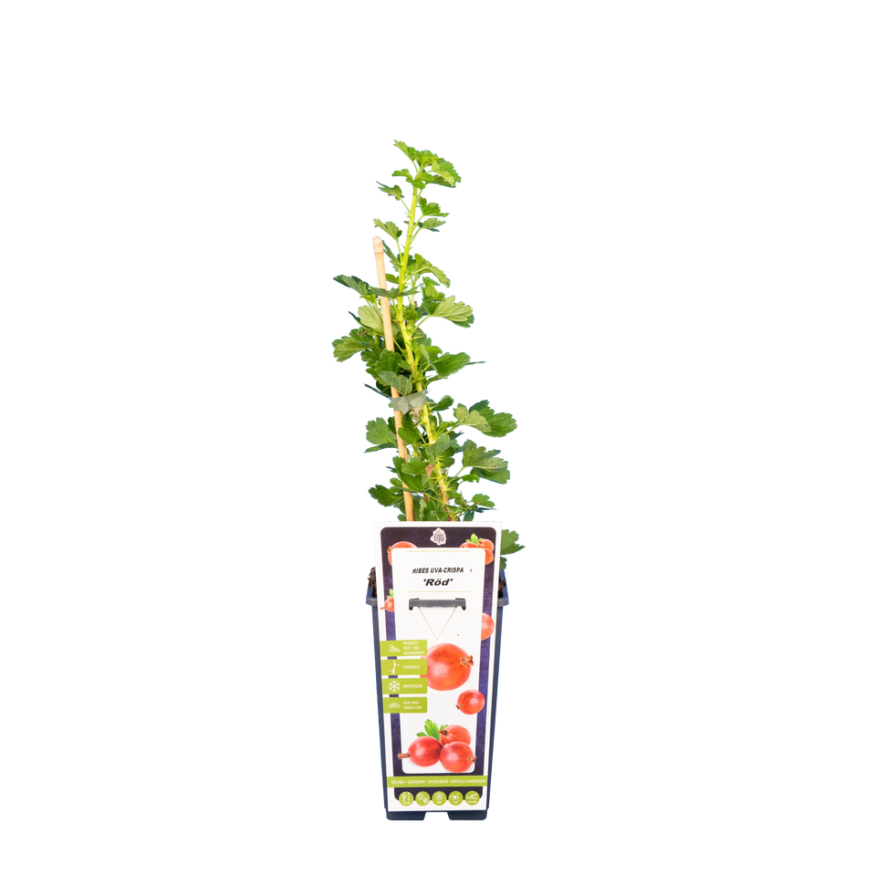 Kruisbes 'Hinnonmaki Rood'