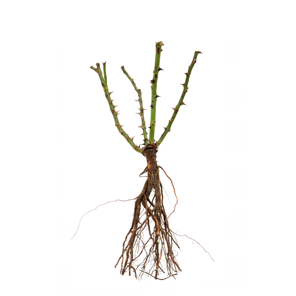 Perkroos Bonica