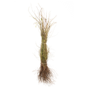 Hondsroos