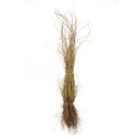 Hondsroos