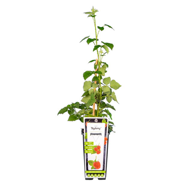Braamboos 'Tayberry'