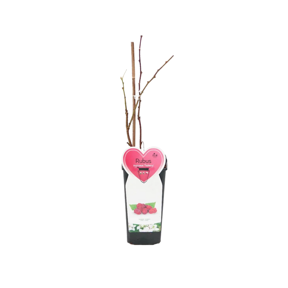 Braamboos 'Tayberry'