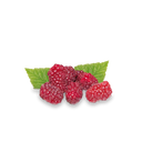 Braamboos 'Tayberry'