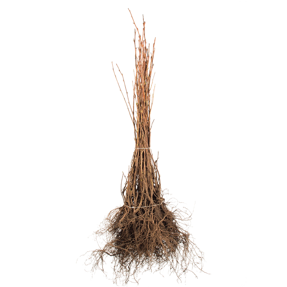 Spierstruik Vanhoutteii