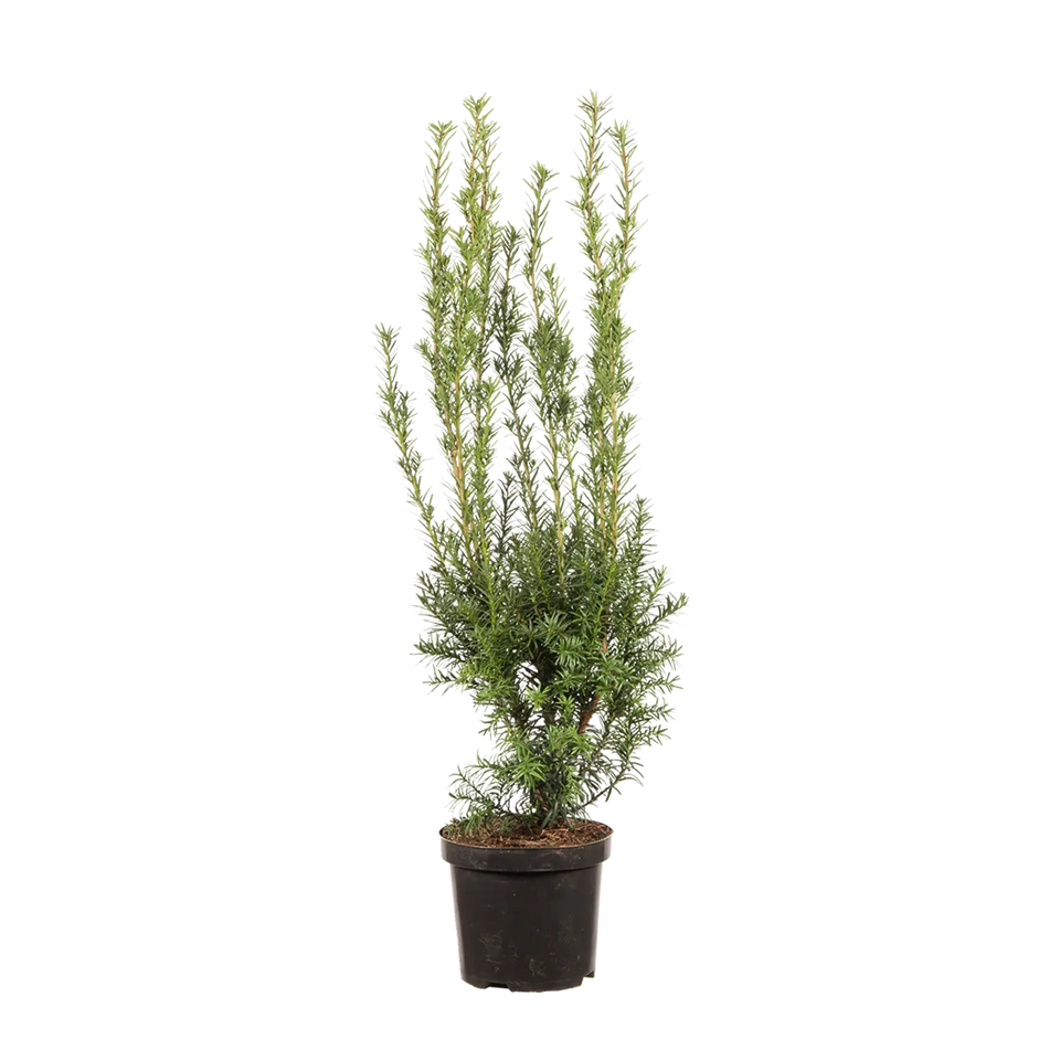Taxus Hicksii