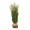 Taxus Hillii