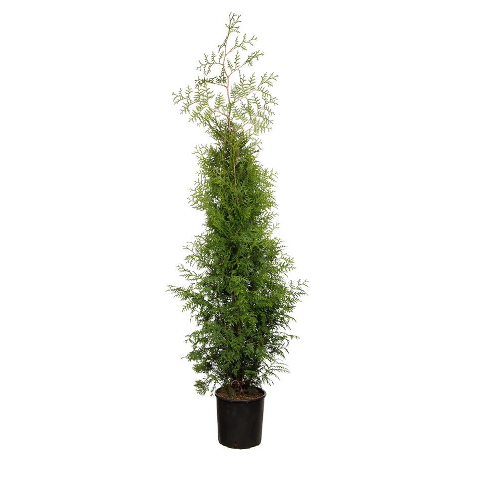 Thuja Brabant