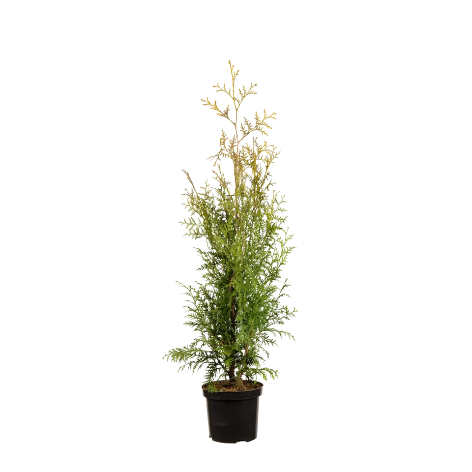 Thuja Brabant
