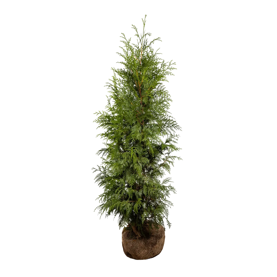 Thuja Excelsa