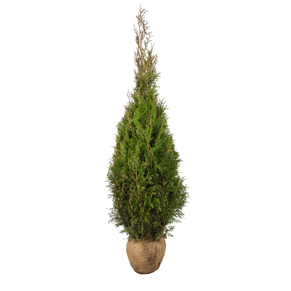 Thuja Martin