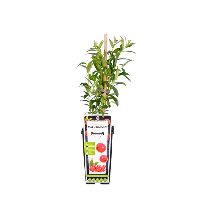 Blauwe bes 'Pink Lemonade'
