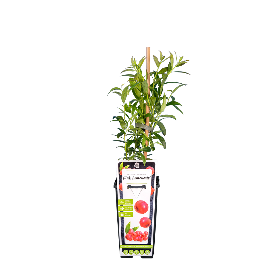 Blauwe bes 'Pink Lemonade'