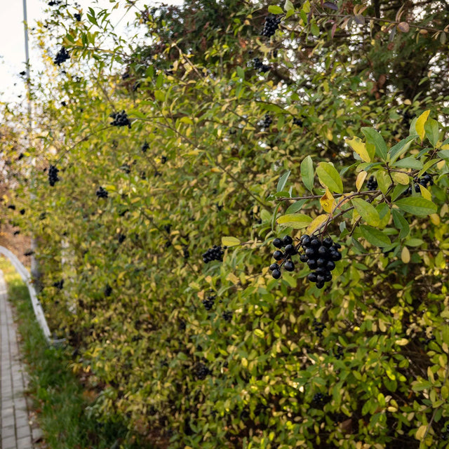 Zwarte appelbes