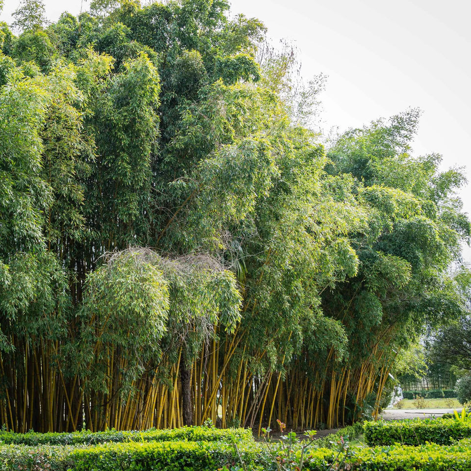 Bamboe Aureocaulis