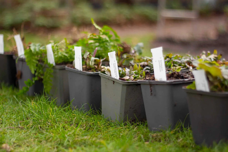 Borderpakket paars en wit
