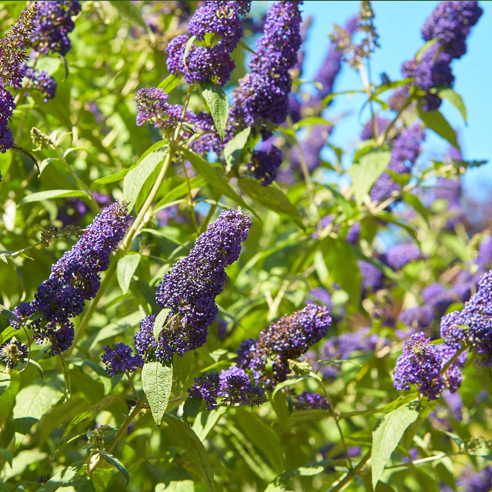 Vlinderstruik Empire Blue