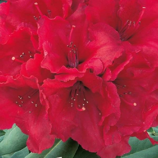 Rhododendron ‘Red Jack’