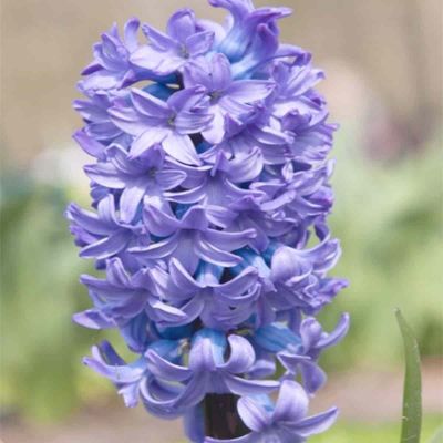 100 x Hyacint 'Delfts Blauw'