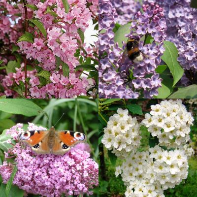 Haag voor vlinders en bijen