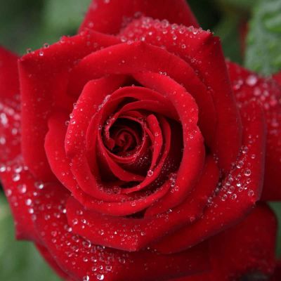 Grootbloemige roos Ingrid Bergman